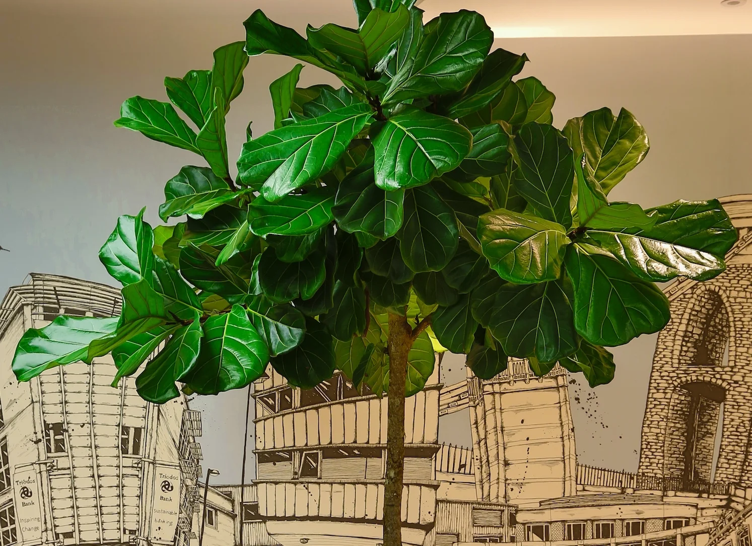 Plant Spotlight | Ficus Lyrata