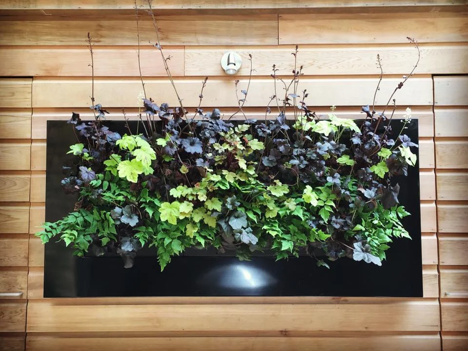 LivePicture 3_ThePlantMan_London_2016_01.jpg