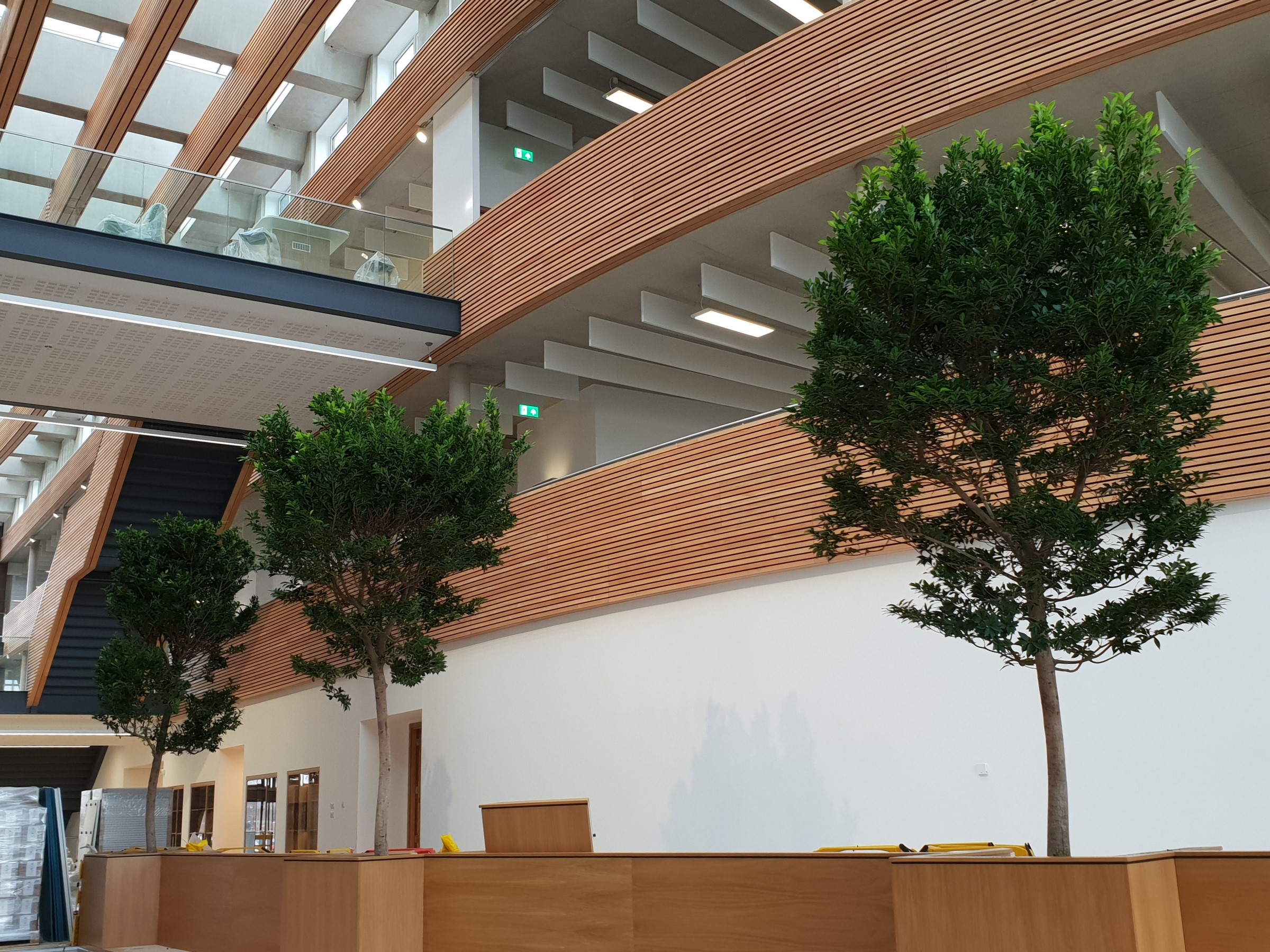 indoor-trees.jpg