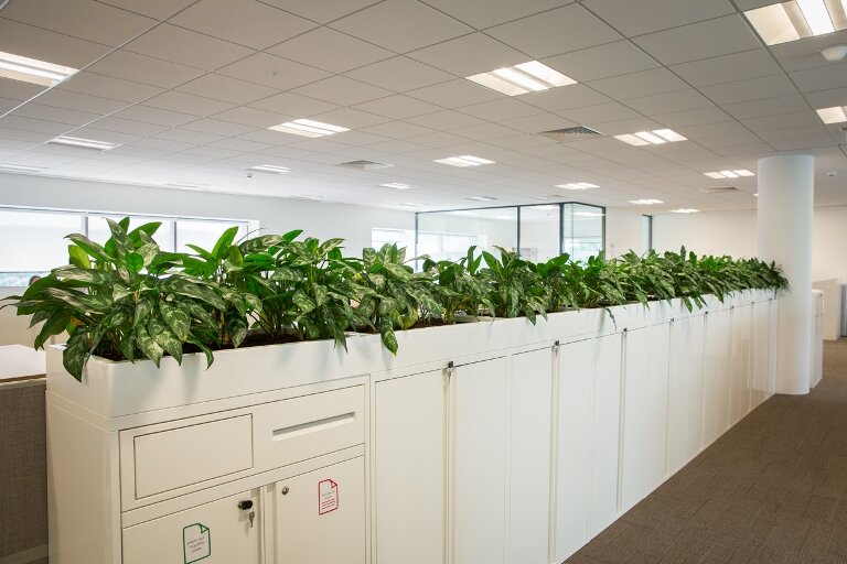 Office Plant Displays.jpg