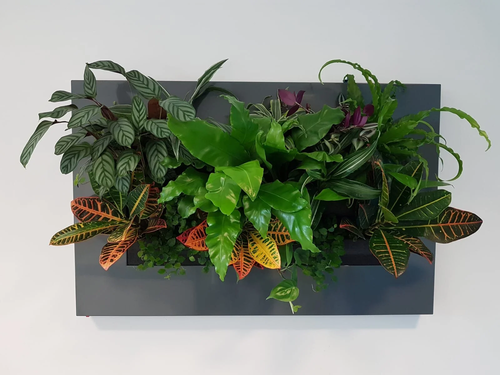 Biophilia Interior Design Planting.jpg