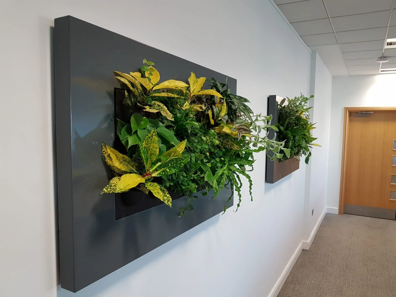 Office Plants Maintenance Service.jpg