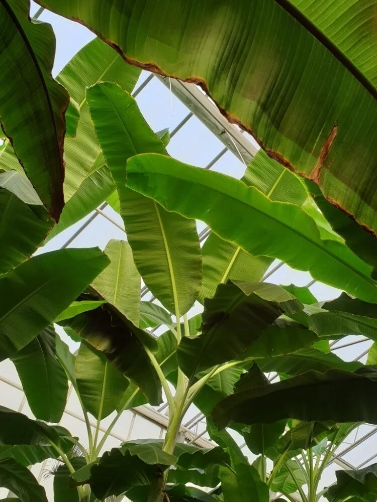 Large Interior Trees.jpg