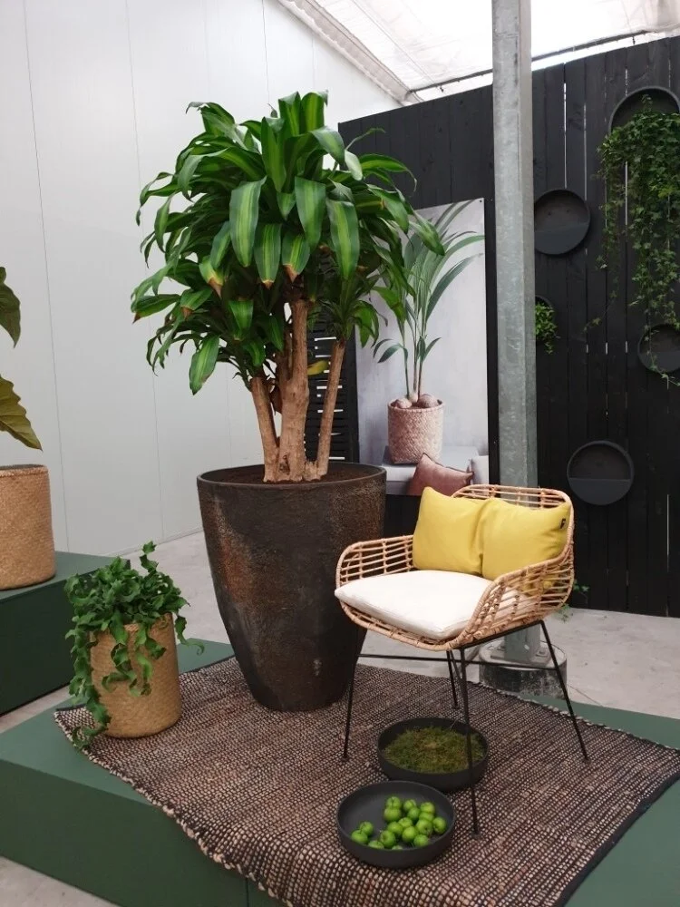 Rust Planter Dracaena.jpg