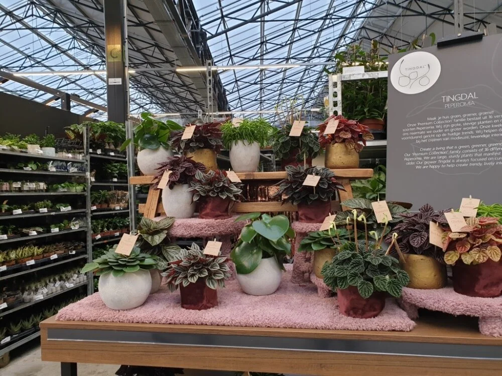 Small Desktop Planters.jpg