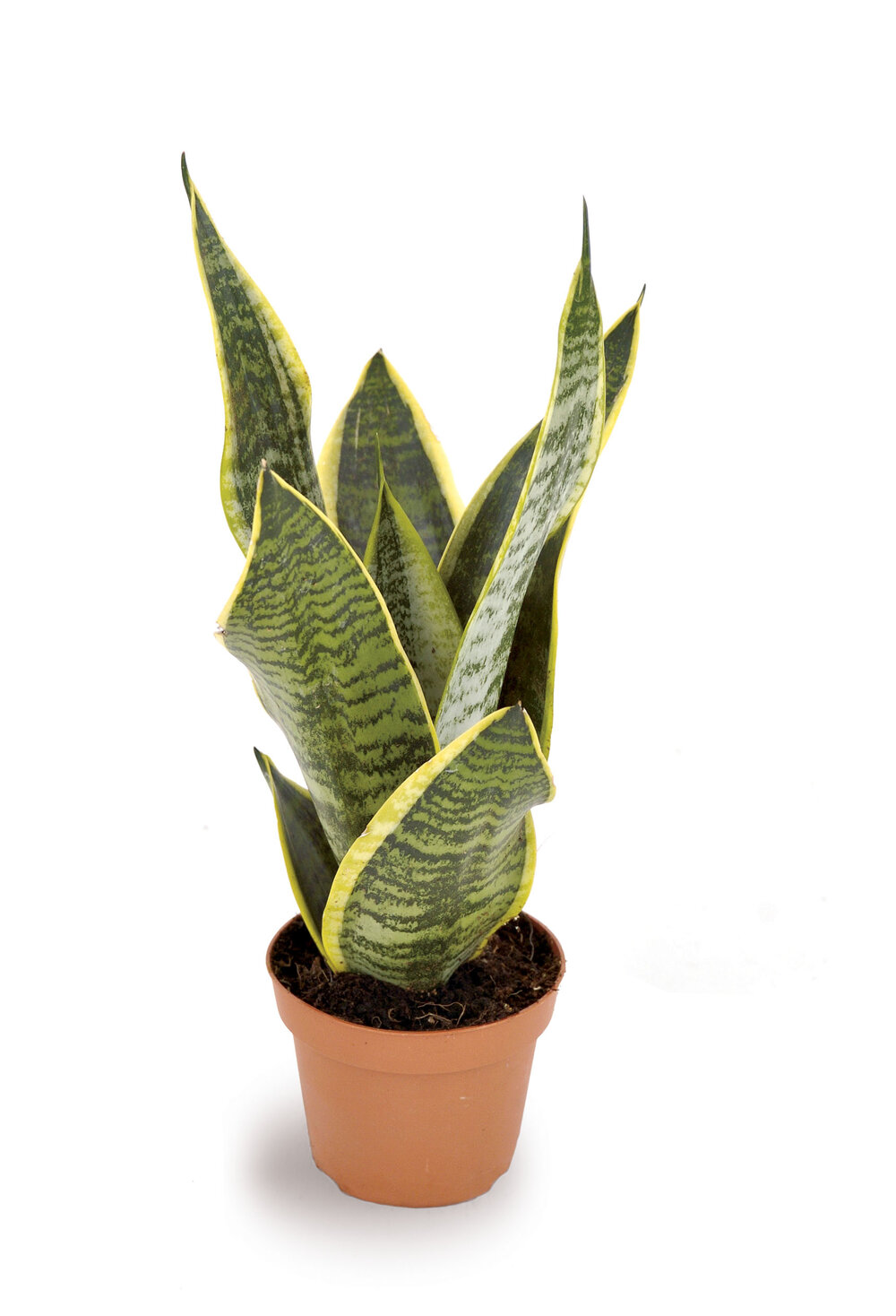 Sanseveria_trif_Superba__0000_009568_007474.jpg