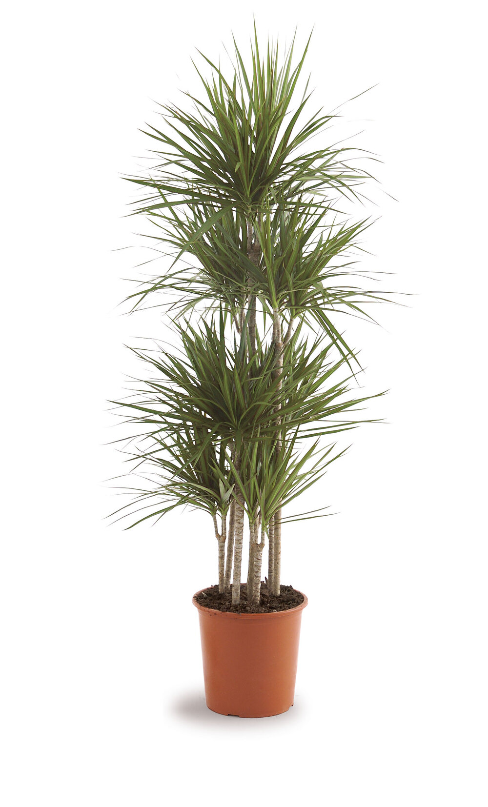 Dracaena Marginata.jpg