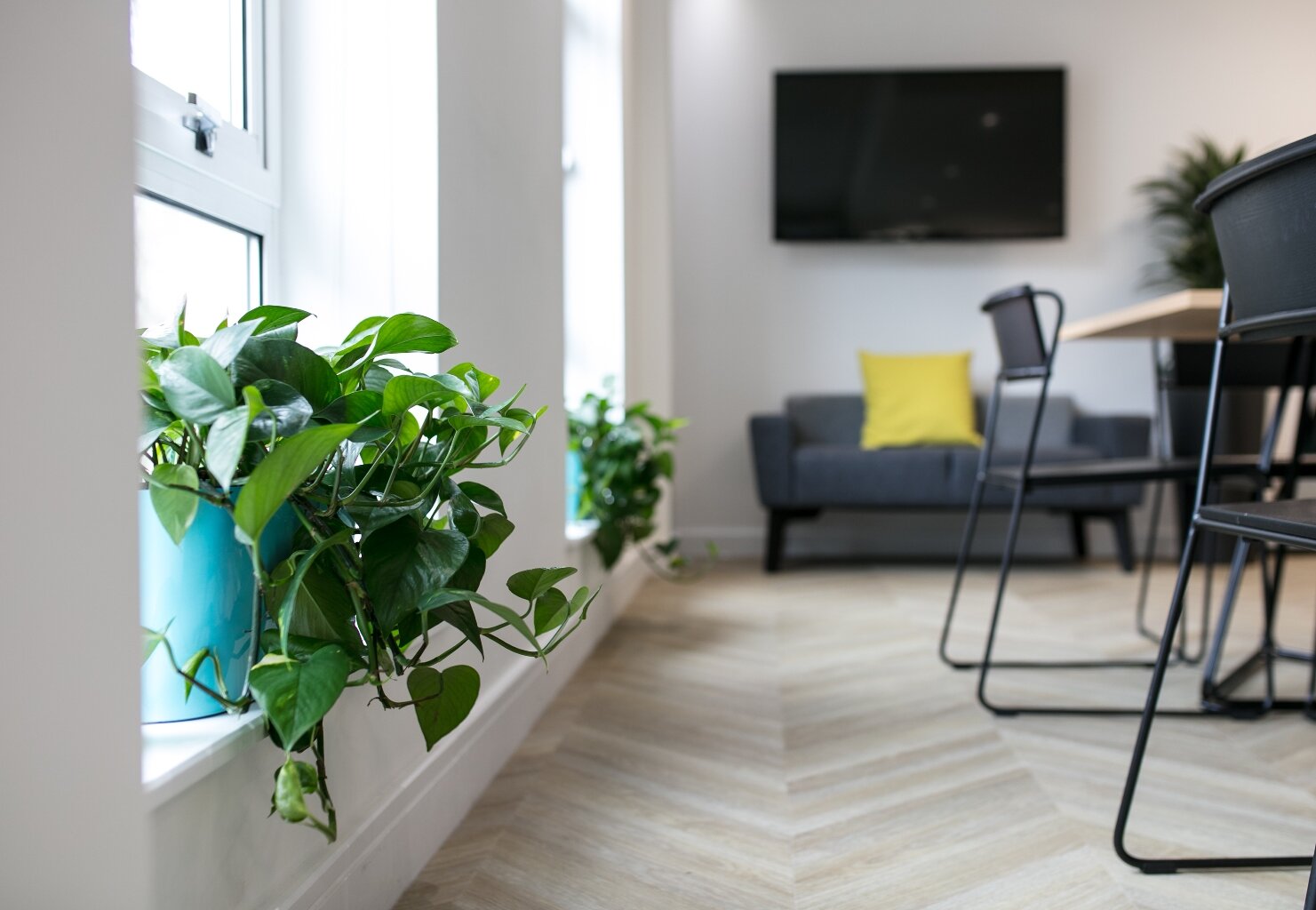 Interior Plants FAQs.jpg