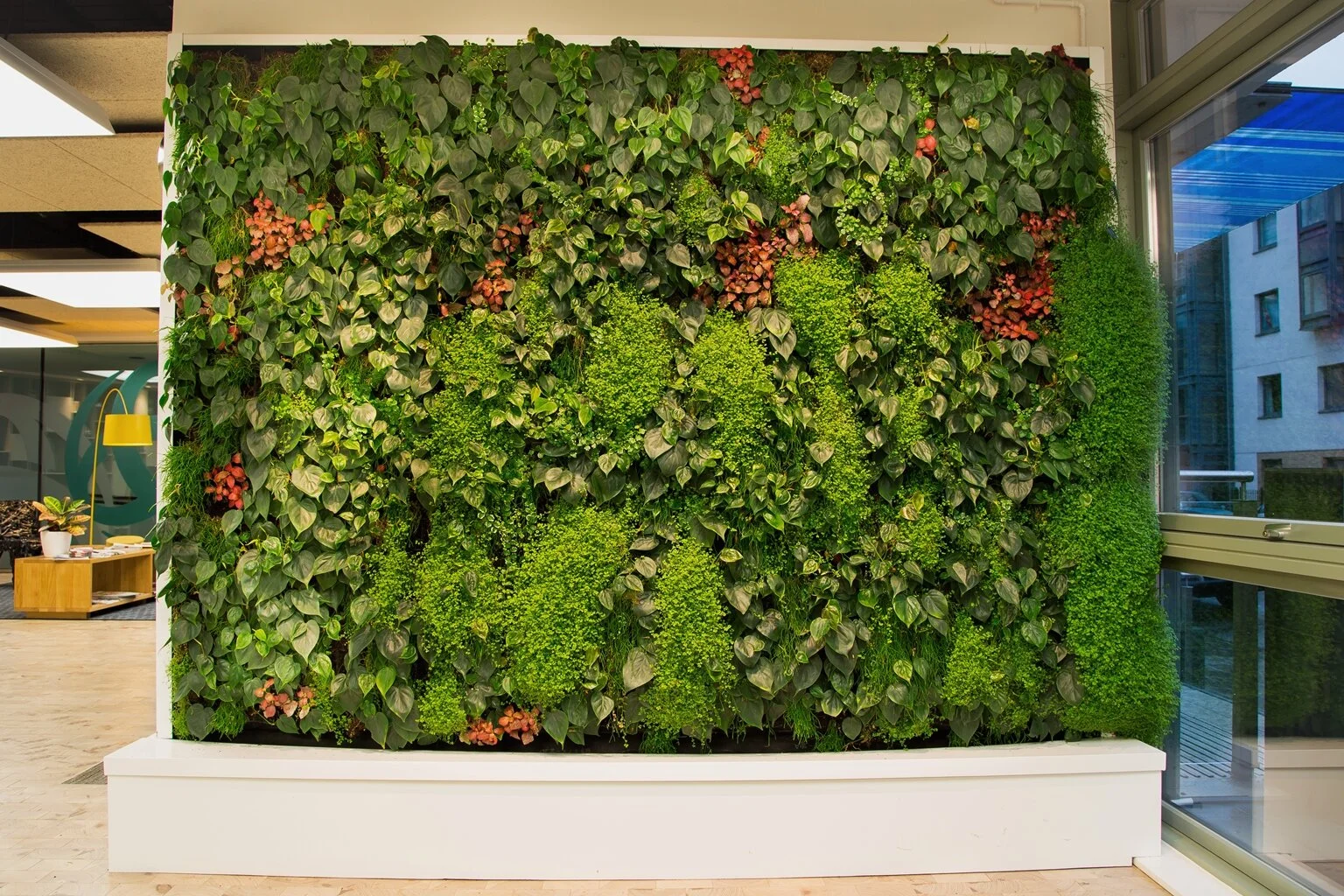Wall Plants For Offices - PlantCare