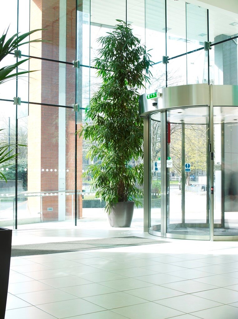 Indoor Trees For Your Office - PlantCare