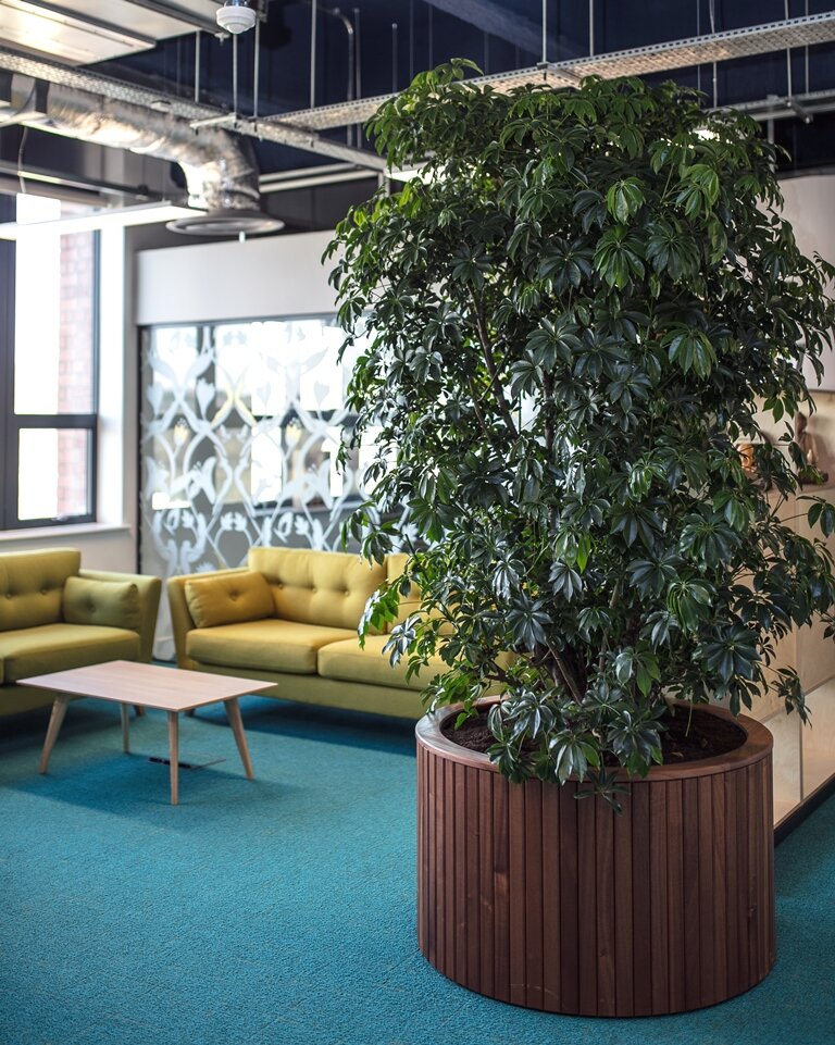 Indoor Trees For Your Office - PlantCare