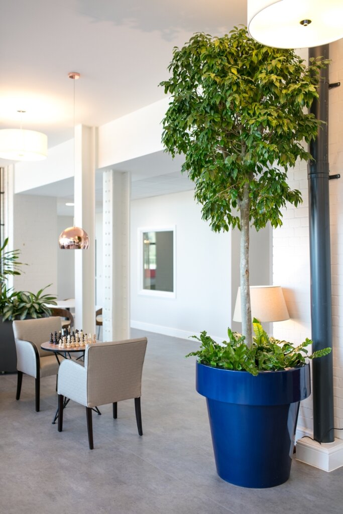 Indoor Trees For Your Office - PlantCare