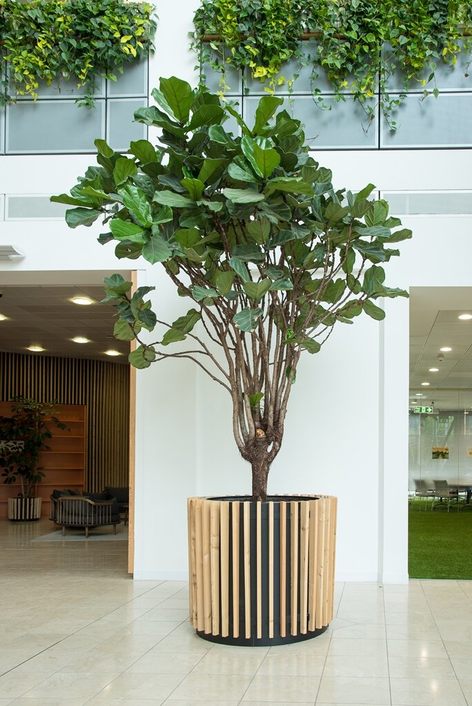 ficus-lyrata-internal-office-tree.jpg