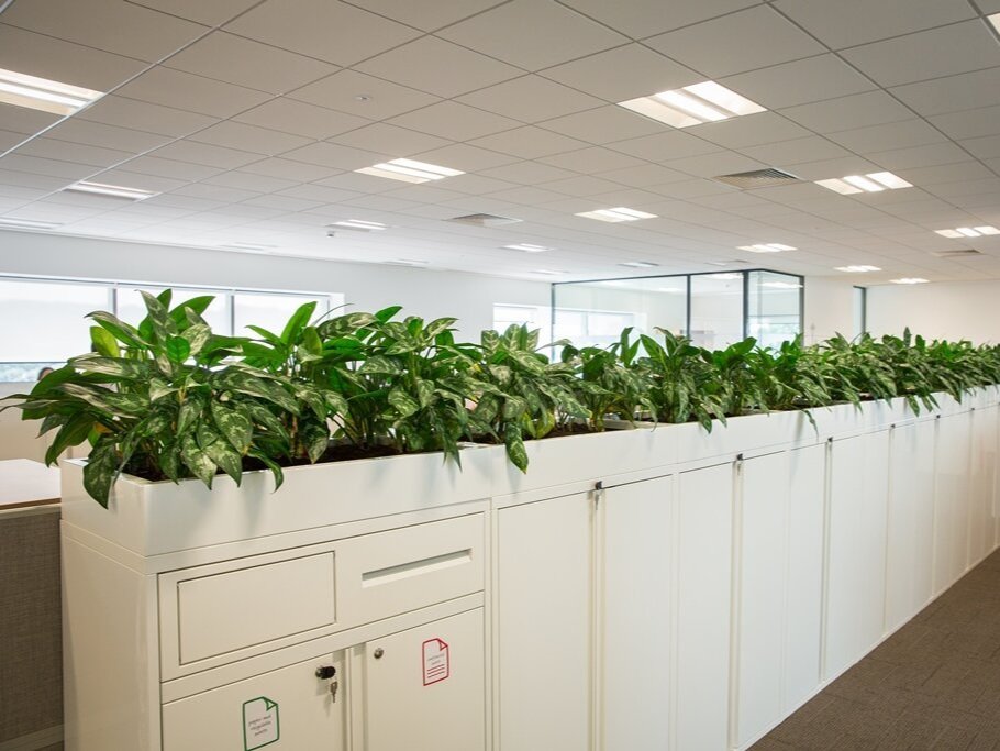 Cabinet+top+planter+office+plants.jpg