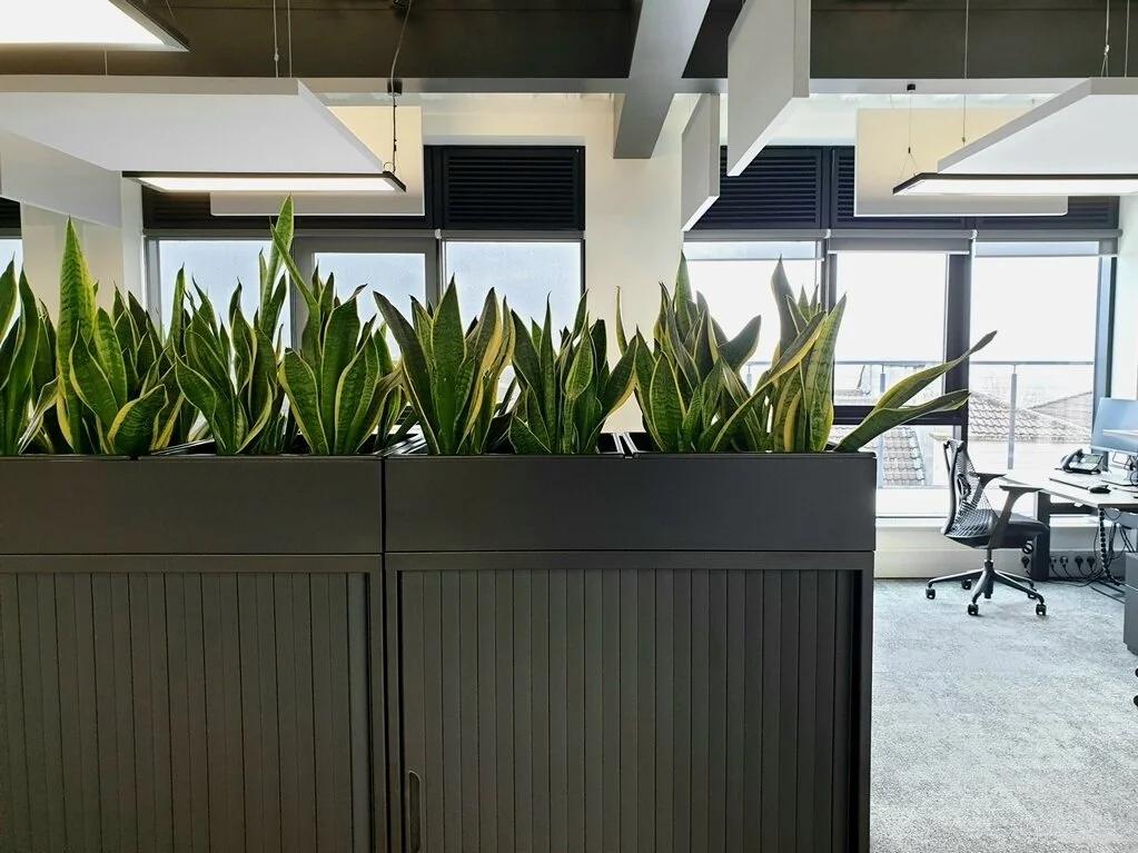 Cabinet+topper+planting.jpg