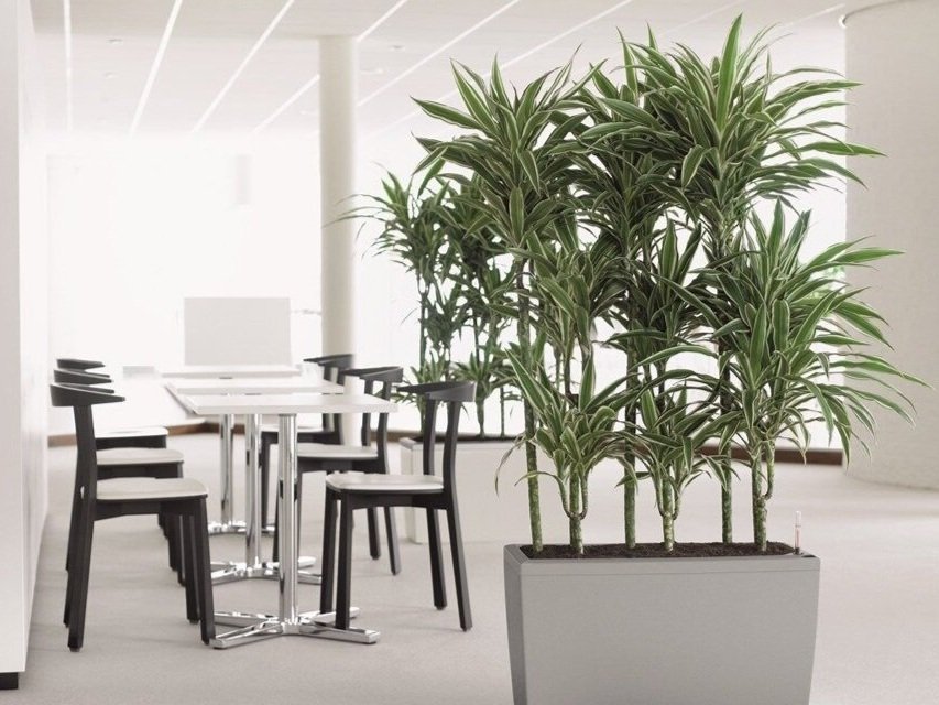 Atrium%2Bplants%2Boffice%2Bspace%2Bplants.jpg