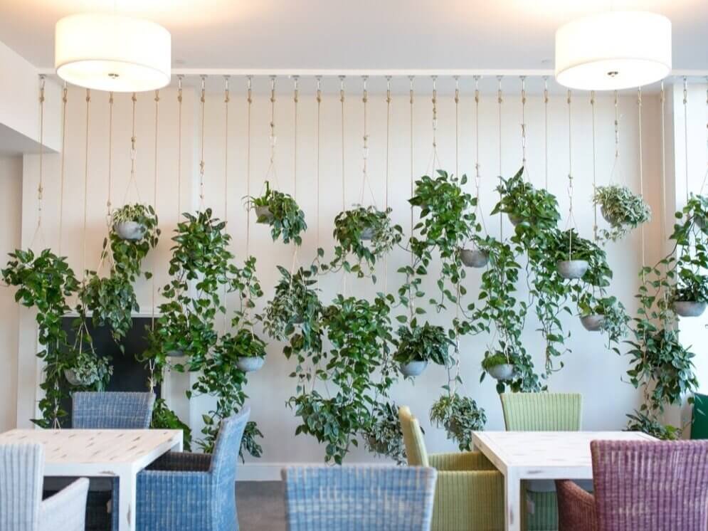 Hanging+Plant+Wall+Biophilia (1).jpg