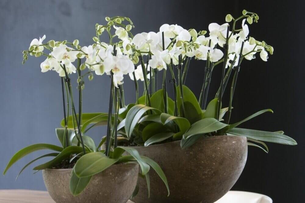 Orchid+Display.jpg