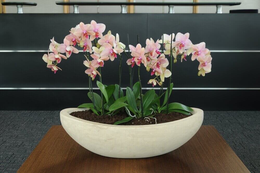 Orchid+bowl.jpg