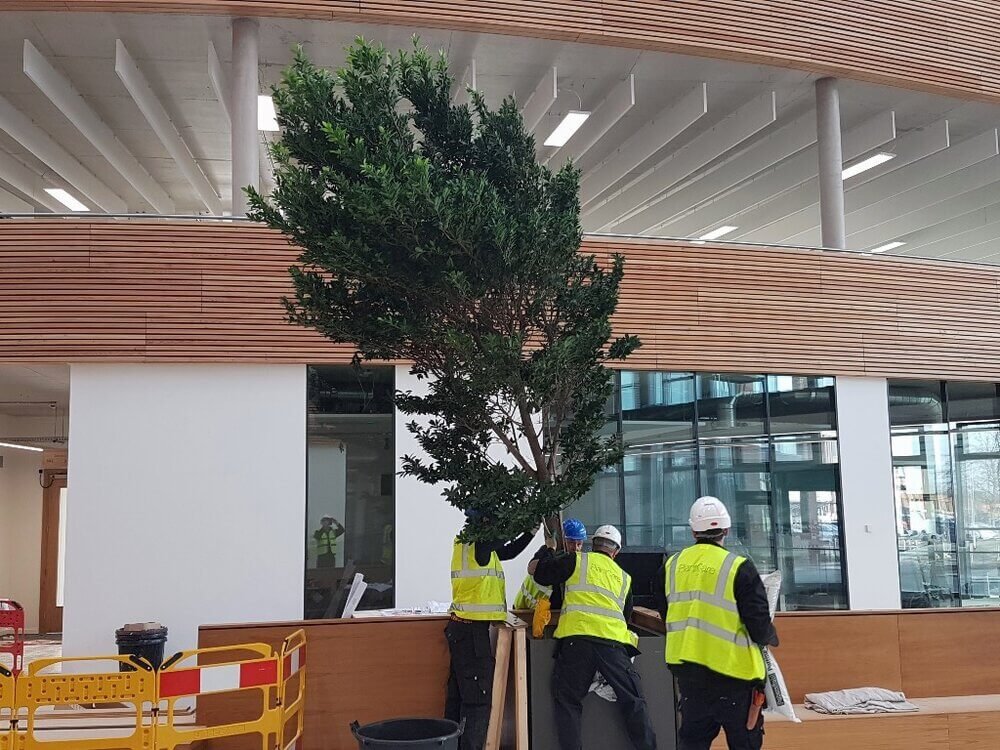 large-office-tree-installation-bristol(1).jpg