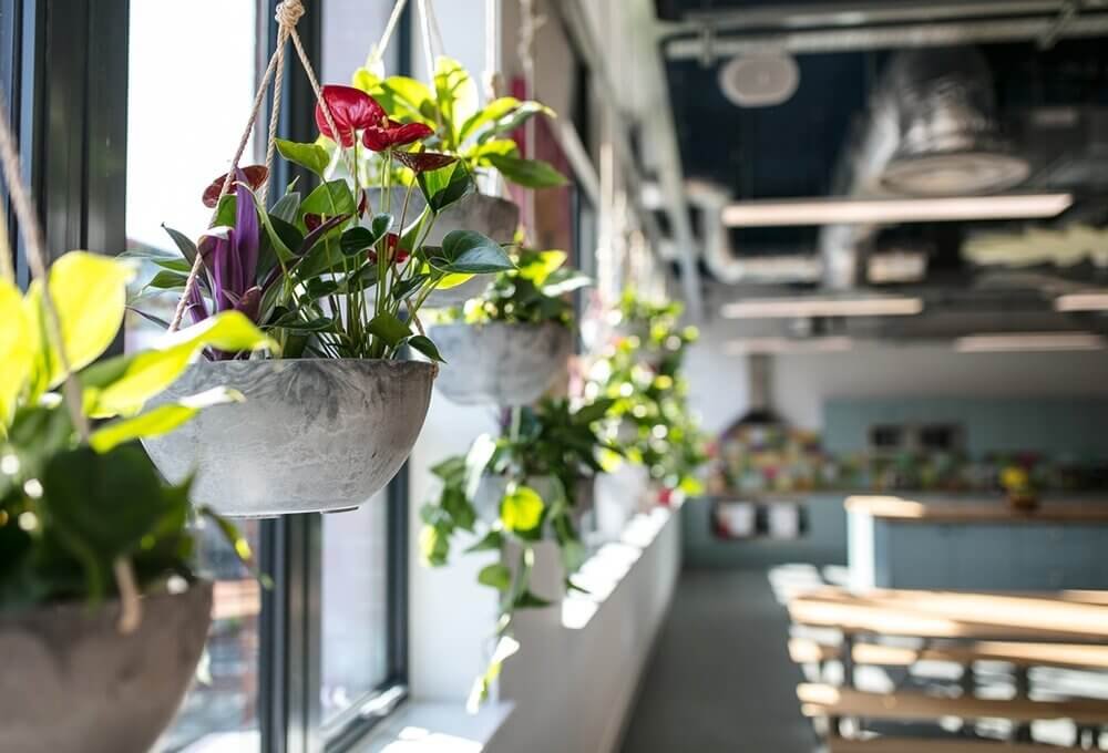 Window+Plants+Office (1).jpg