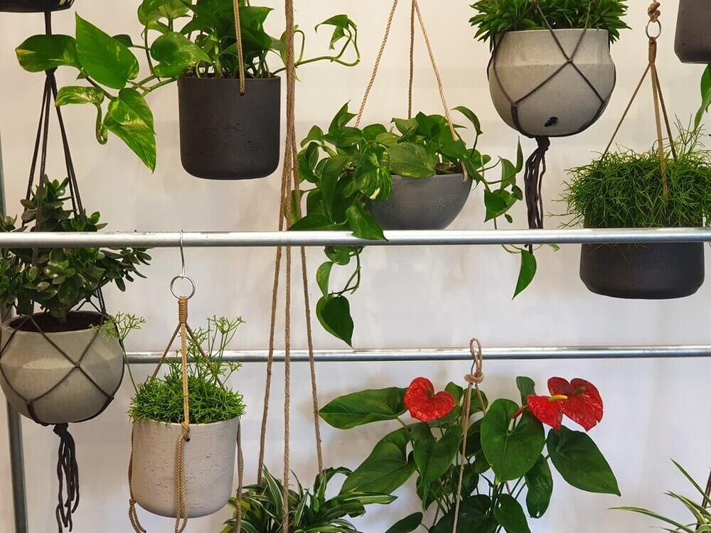 Hanging+planters+office+plants (1).jpg