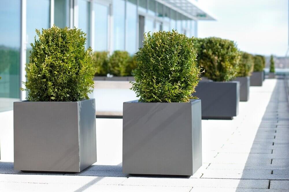 Exterior Plants for Offices - PlantCare