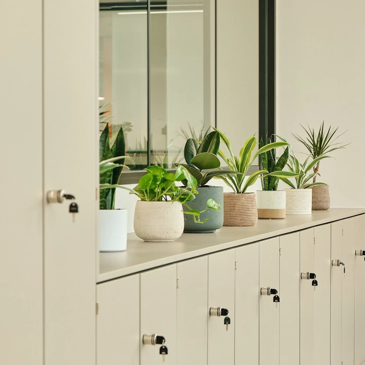 Winter Houseplant Care: Essential tips for the colder months 