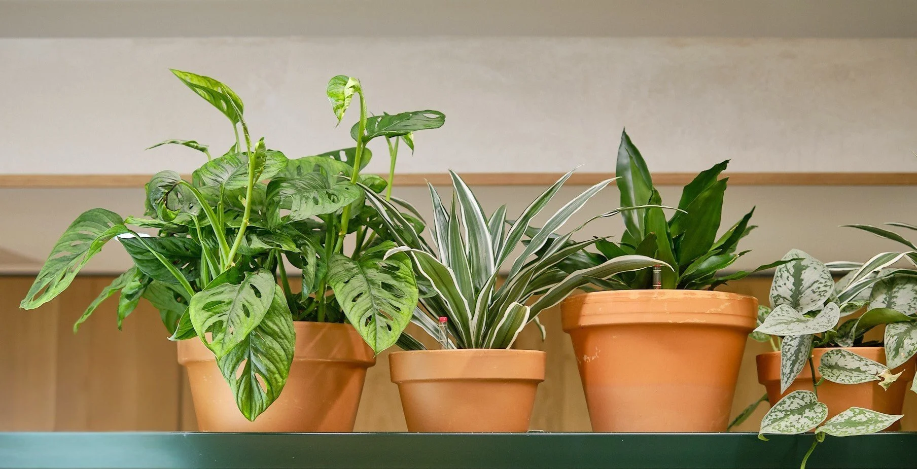 Thriving plants: Ross's expert tips