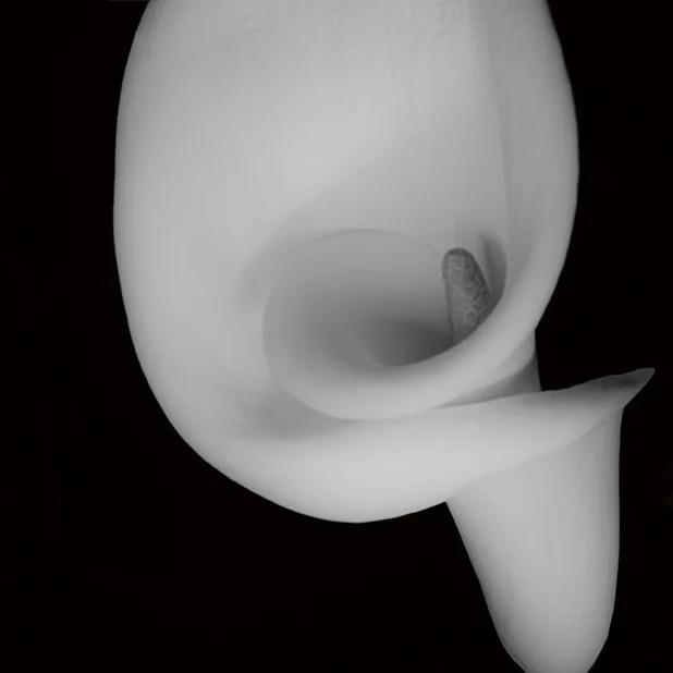 Cala_Closeup-sharpend_rgb.jpg