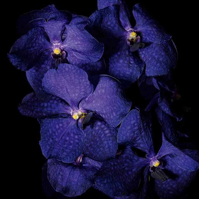 Purple_Orchid_rgb.jpg