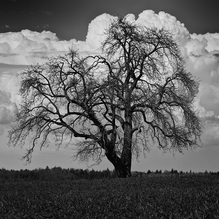 Stormy_Tree_rgb.jpg
