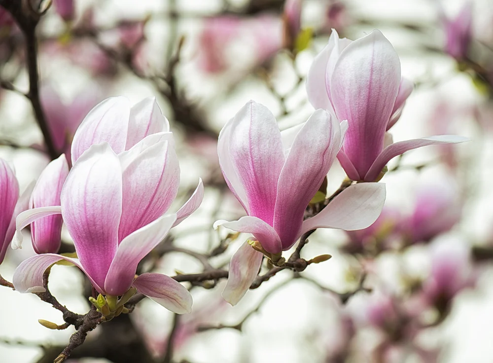 Magnolias-rgb.jpg