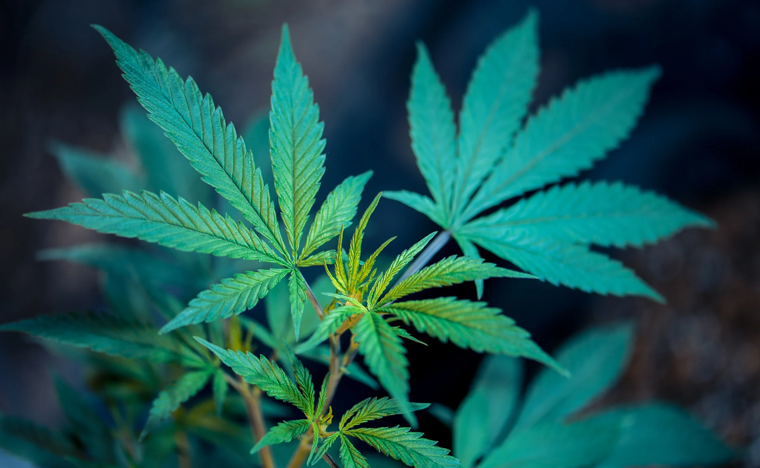 What CBD is and how it helps with my anxiety