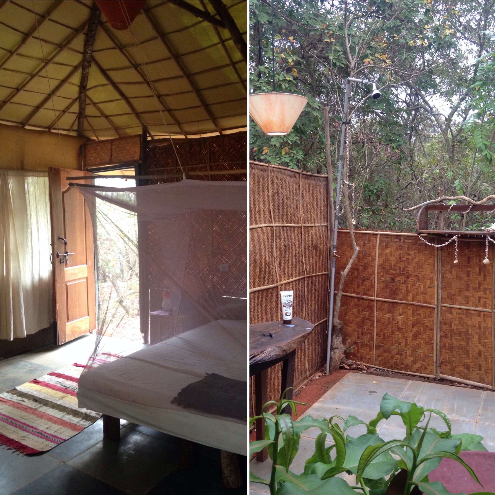 My Jungle Accomodation