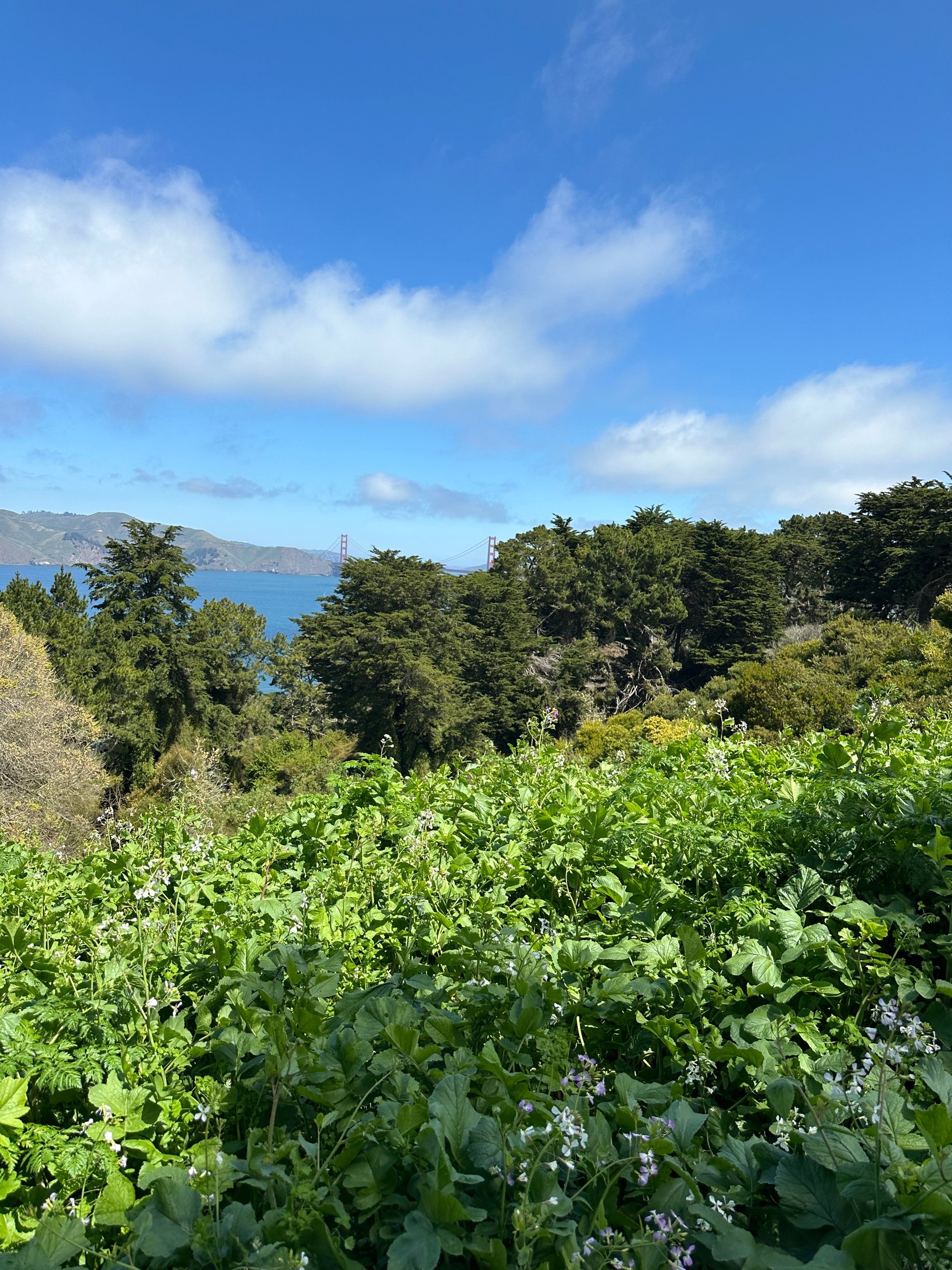 IMG_7355.jpeg
