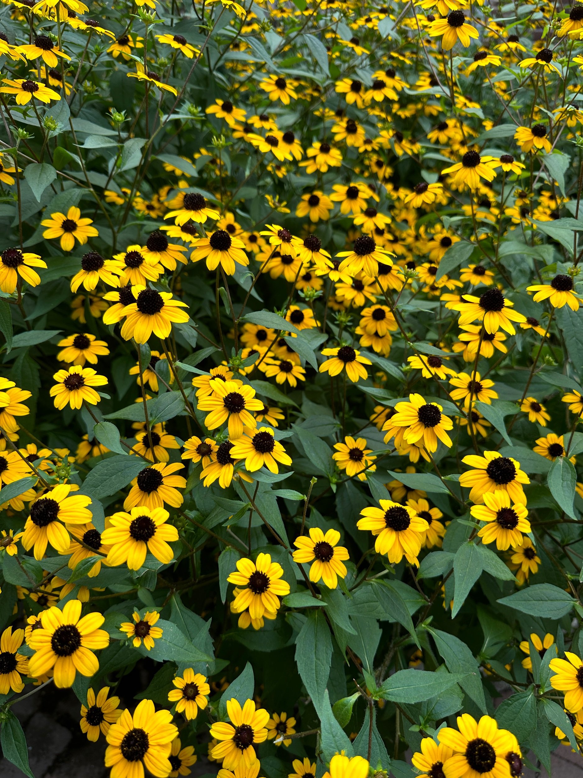 IMG_9849.jpeg