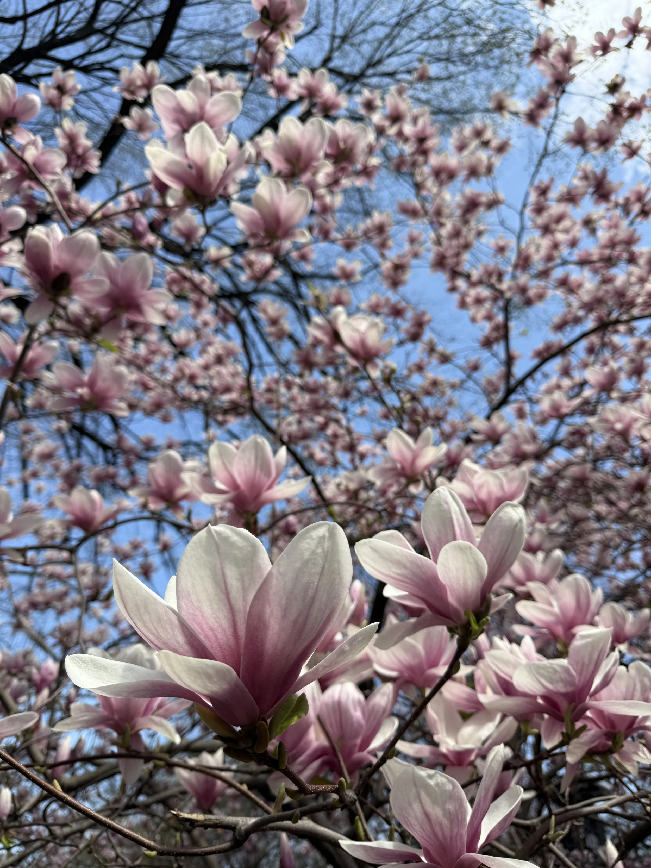 IMG_3134.jpeg