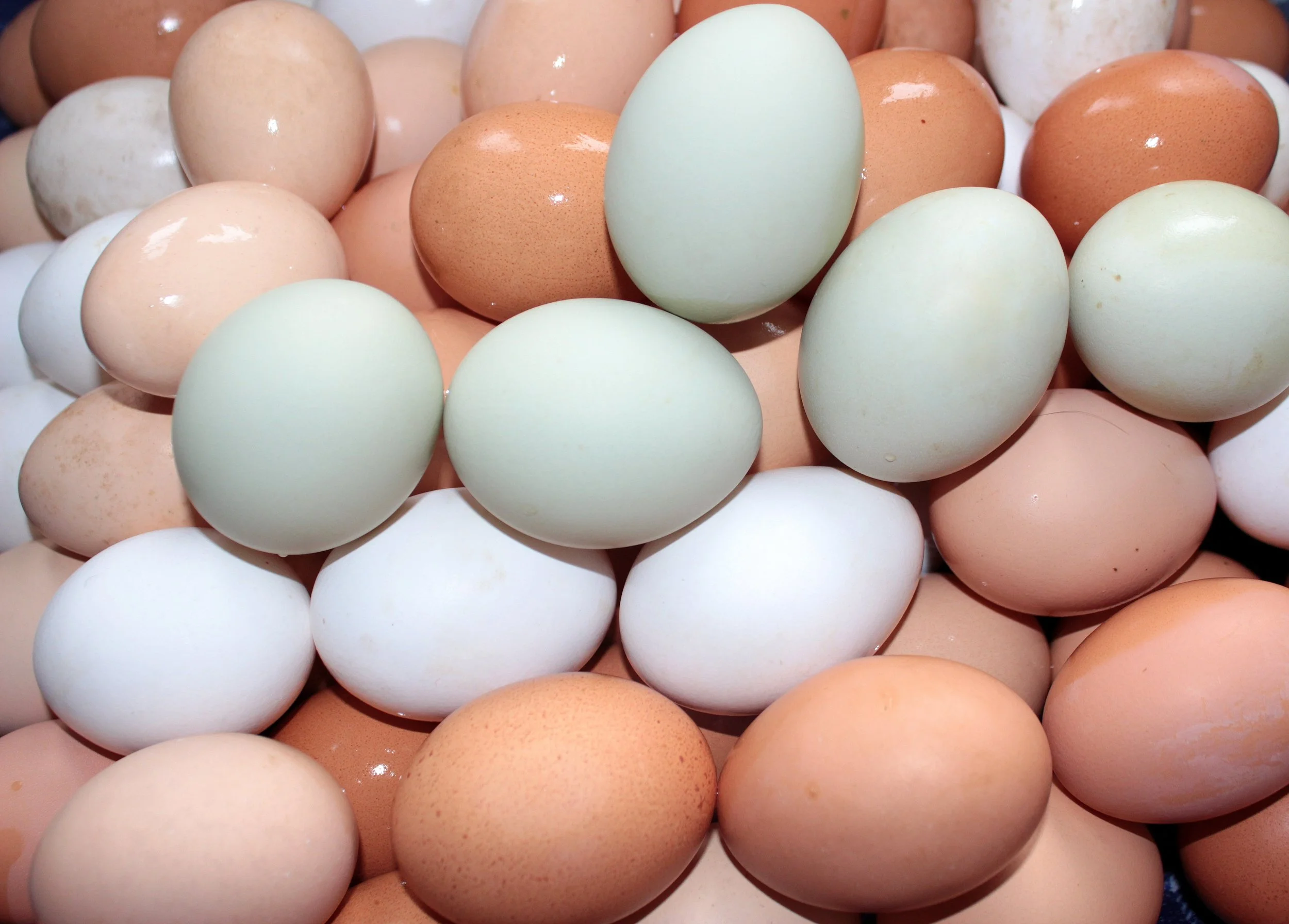 egg-1240747.jpg
