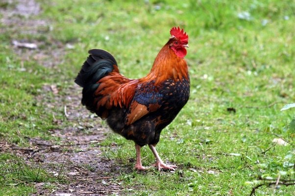 Chickens Around the World — Farmer Boy Eggs