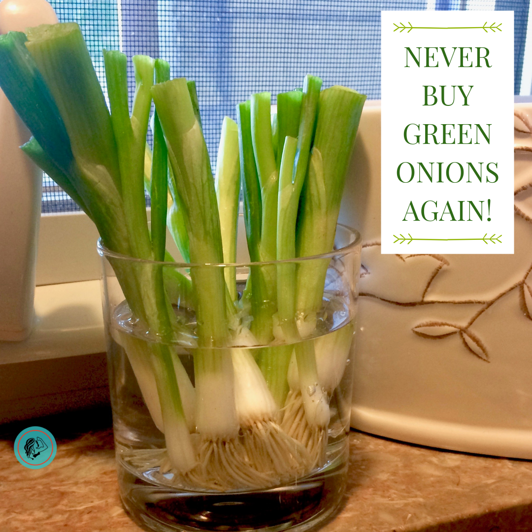 Never Buy Green Onions Again