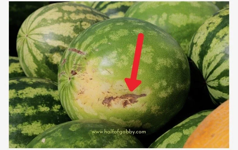 How To Pick the Perfect Watermelon — Half of Gabby