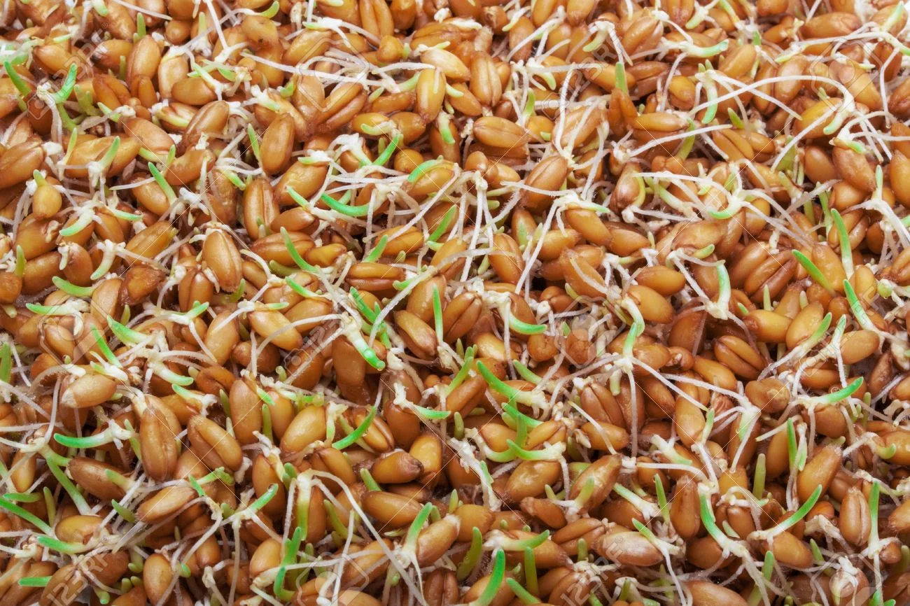 15842340-sprouted-wheat-abstract-background.jpg