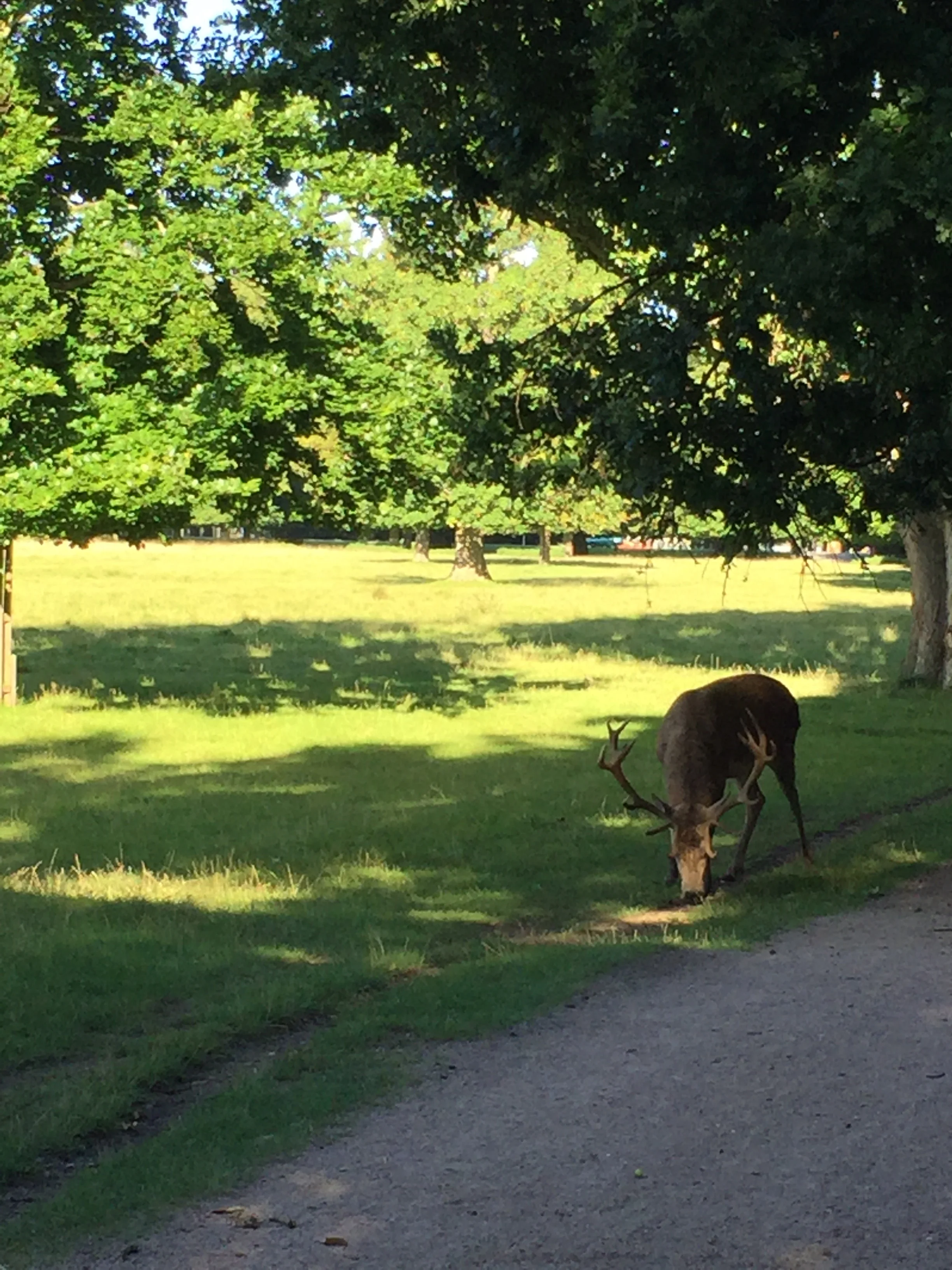 The deer and elk in Bushy Park could care less about the runners passing by