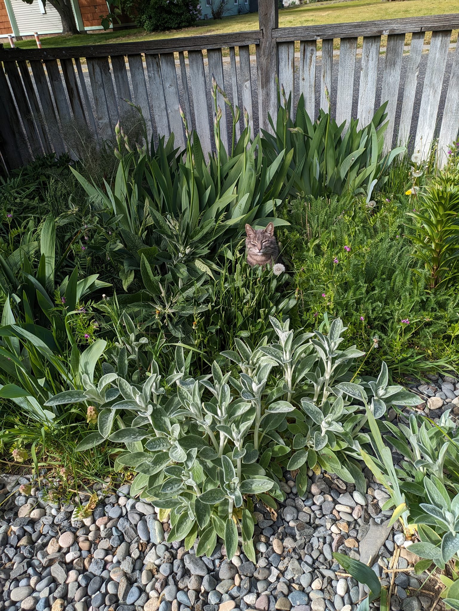 Will trade jewelry for help in the garden. Toby isn't really helping much.