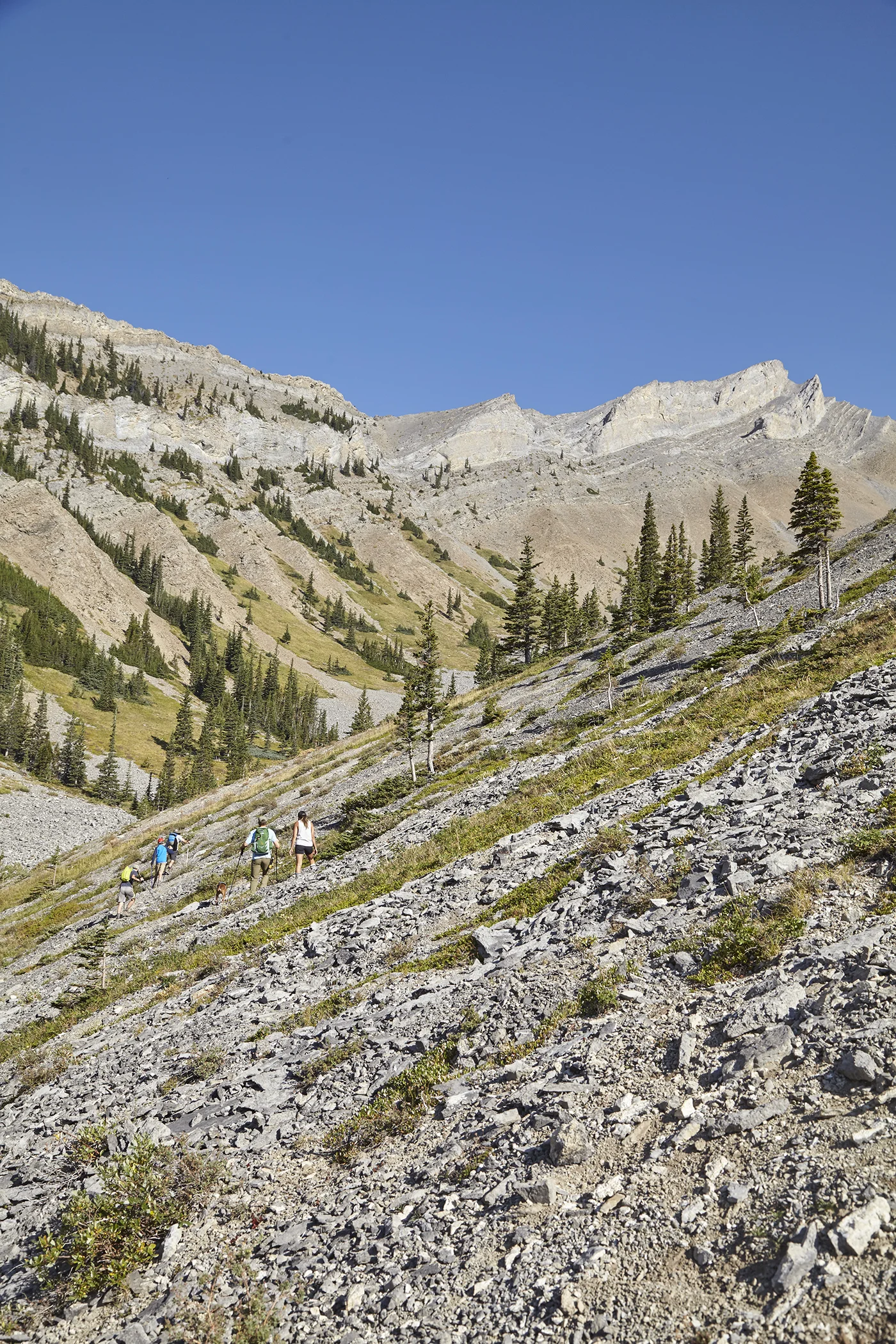 Emerging from the tree line. The ascent follows the gully out of frame to the right.