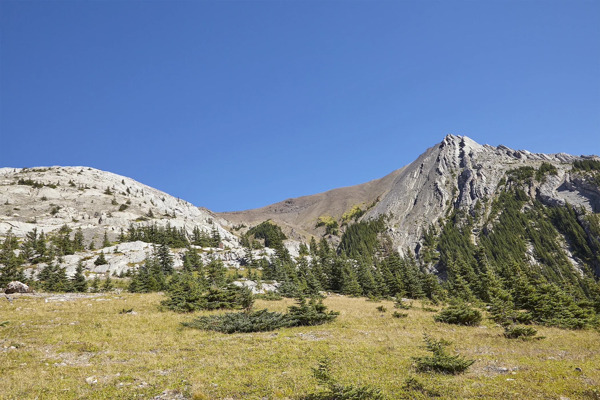 Opal Ridge from near the tree line.