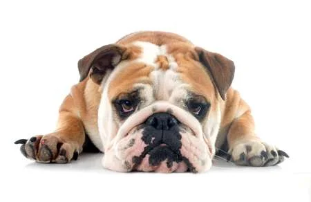 bulldog.jpg