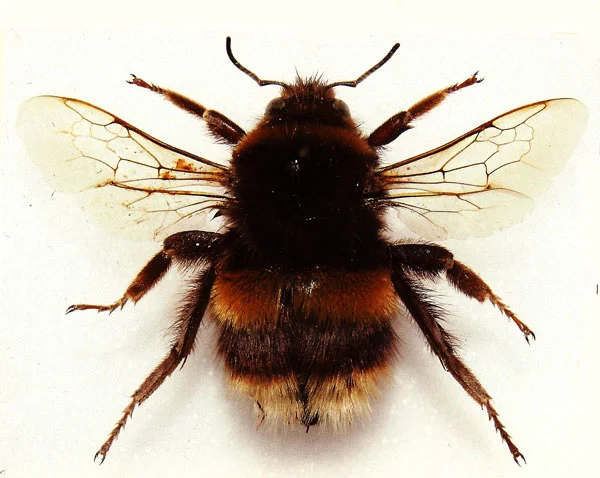 Bumble Bee / Manchester Museum