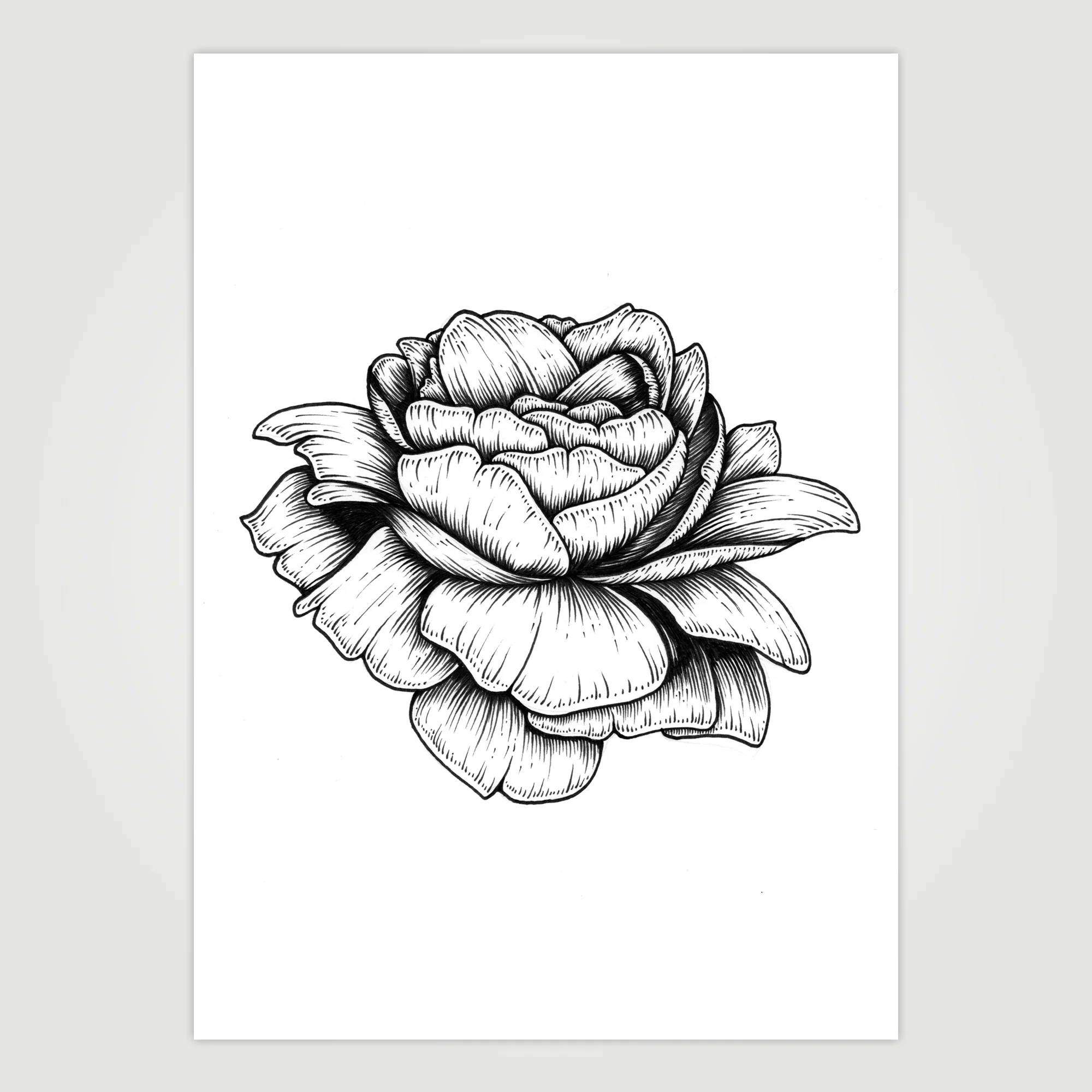Peony - Floral Ink Signed Print